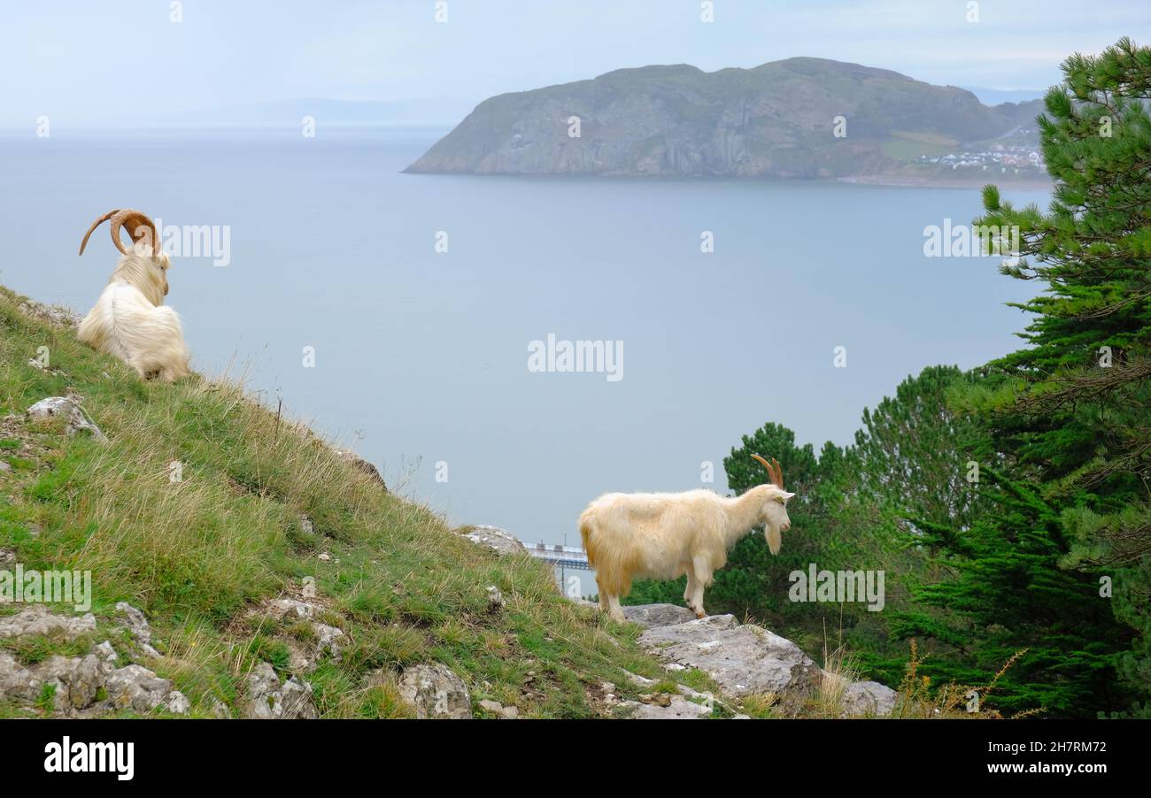 Une paire de chèvres de montagne sur la colline de la Grande Orme surplombant la baie de Llandudno.Le petit Orme est au loin. Banque D'Images