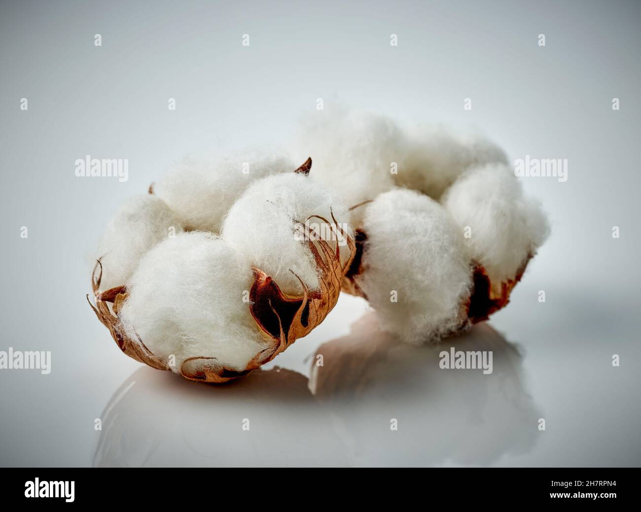 deux fleurs de coton gros plan Banque D'Images