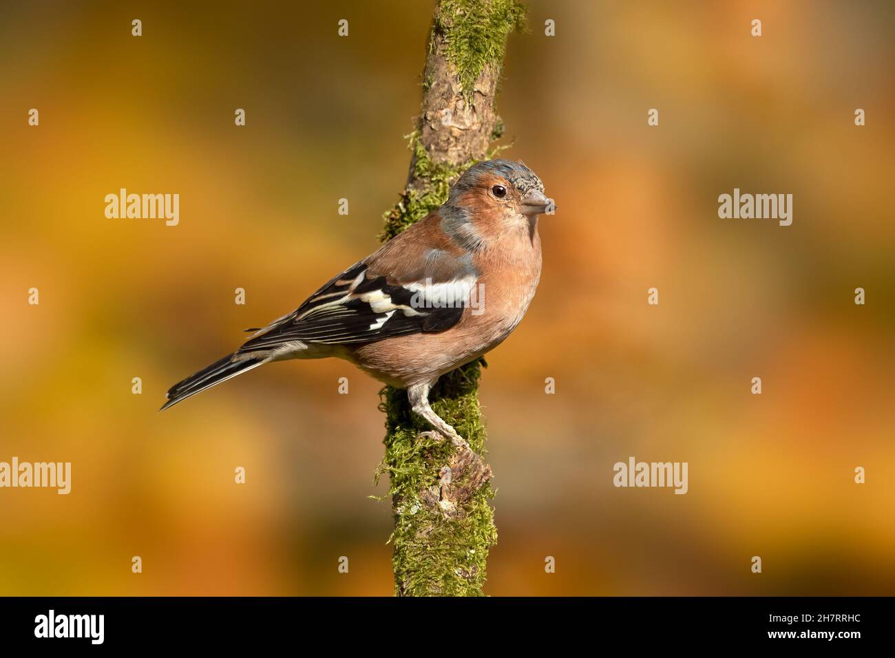 Chaffinch mâle (Fringilla coelebs) perching sur branche contre fond automnal diffus Banque D'Images