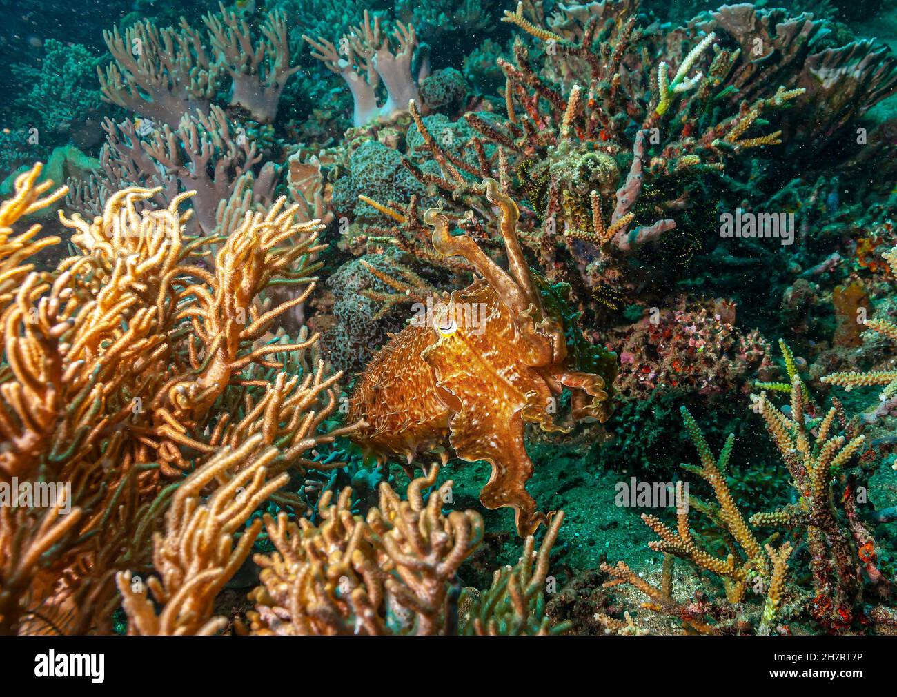 Les seiches ou les boutes sont des mollusques marins de l'ordre de Sepiida.Ils appartiennent à la classe Cephalopoda Banque D'Images