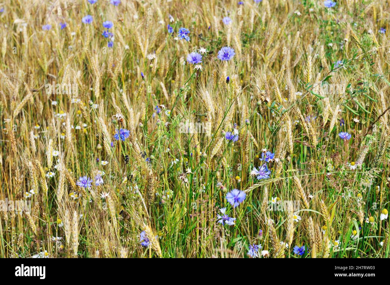 Des fleurs dans le champ de blé Banque D'Images