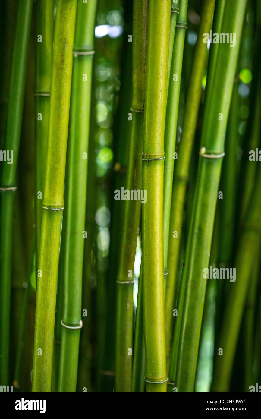 Gros plan sur le bambou vert. Banque D'Images