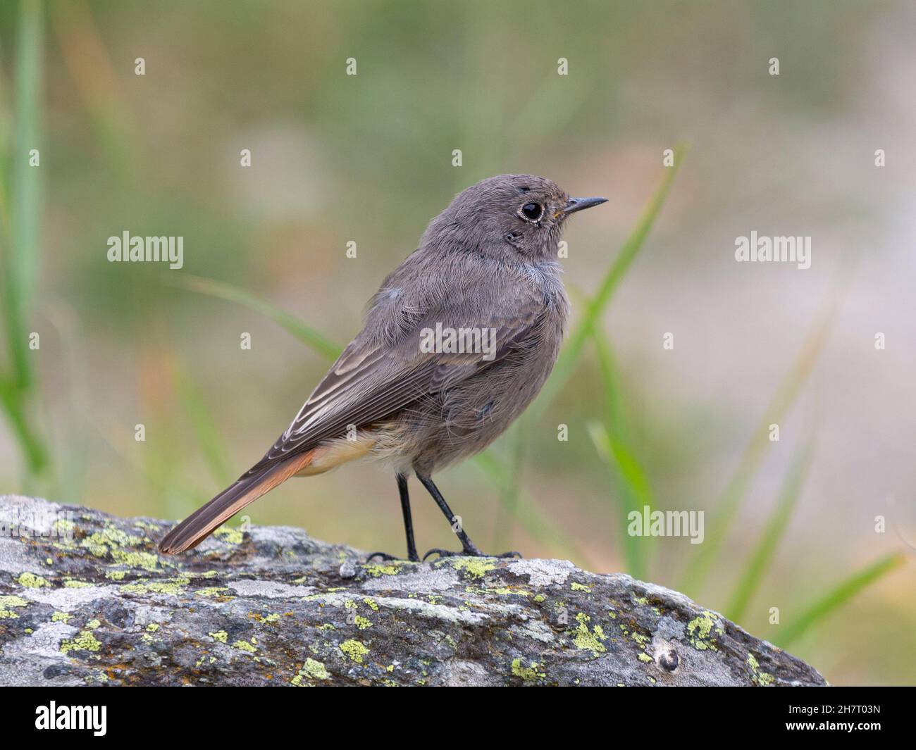 Vue latérale d'un homme de première année ou adolescent Black redstart (Phoenicurus ochruros) Banque D'Images