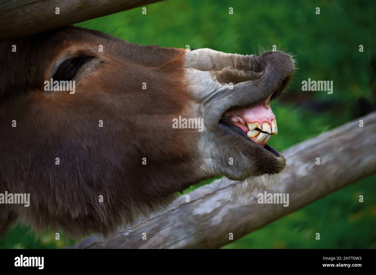Gros plan d'un âne riant en profil Banque D'Images