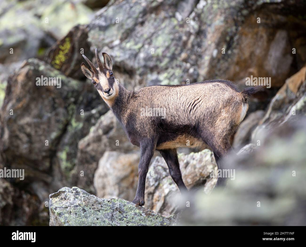 Vue latérale d'un Chamois adulte - Rupicapra rupicapra - regardant la caméra dans un paysage rocheux alpin aride. Banque D'Images