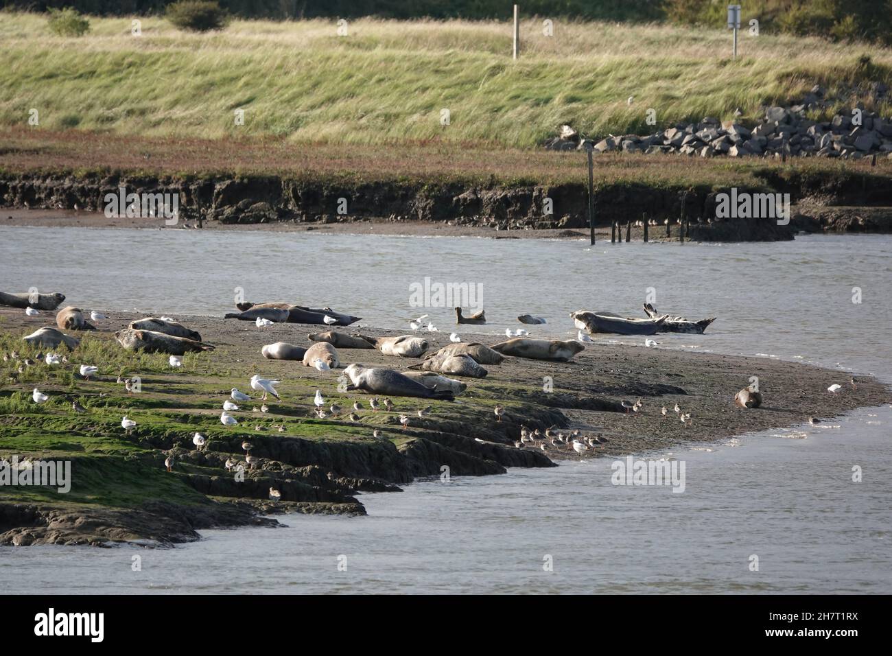 Les phoques se prélassent au soleil sur une rive au milieu de mouettes et de queue rouge à Teesside, au Royaume-Uni. Banque D'Images