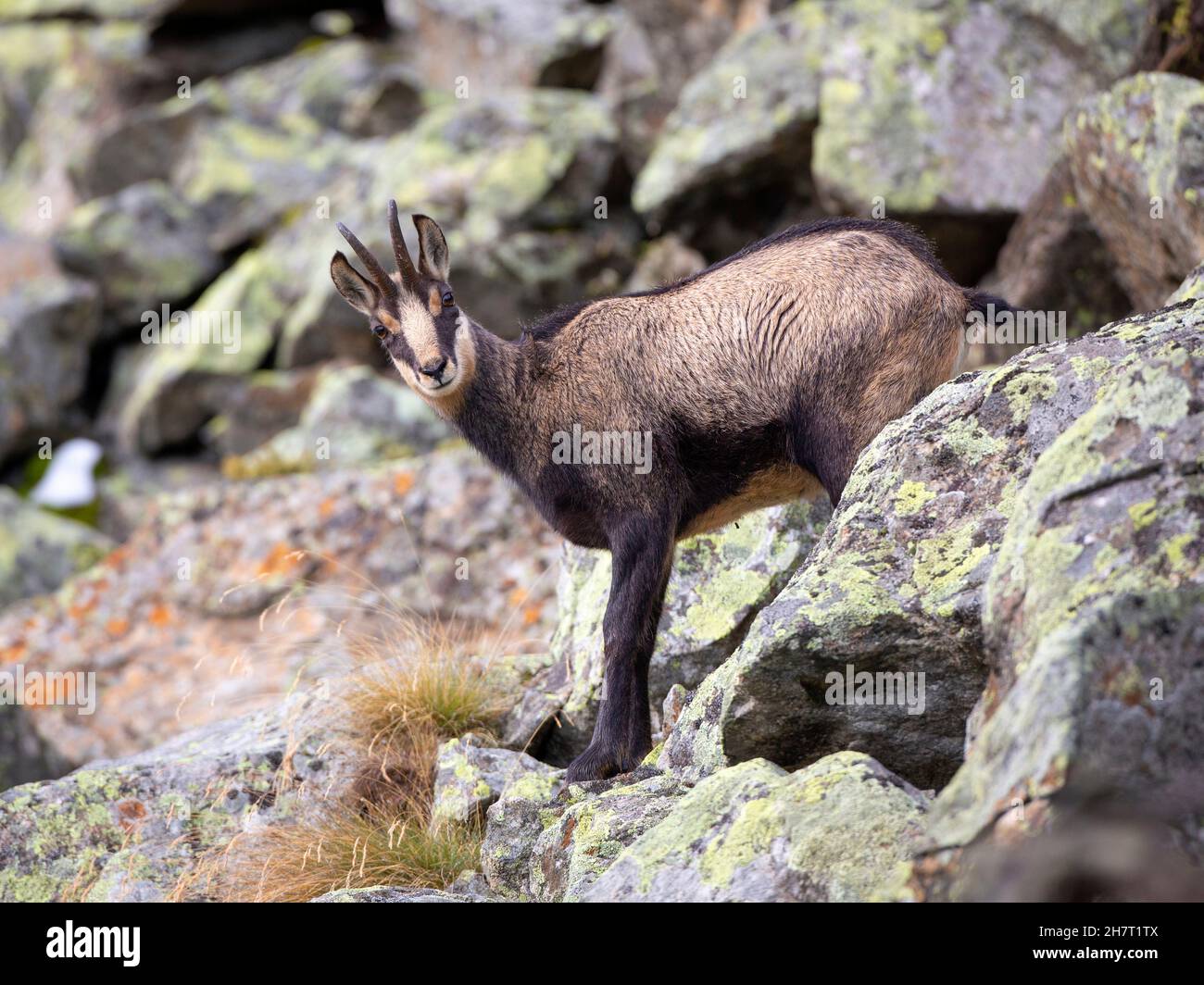 Vue latérale d'un Chamois adulte - Rupicapra rupicapra - regardant la caméra dans un paysage rocheux alpin aride. Banque D'Images
