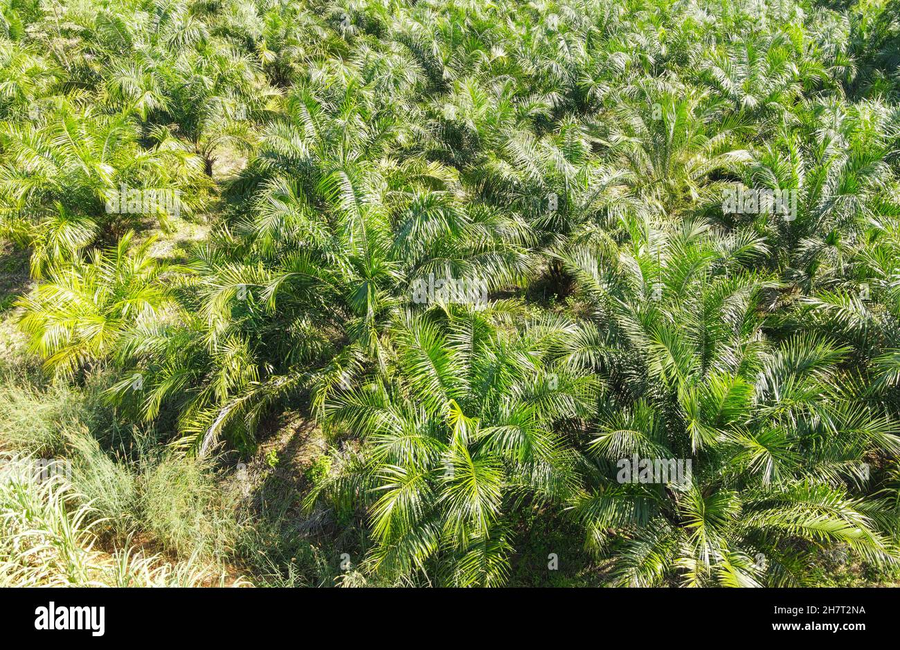 Vue de dessus les feuilles de palmier du dessus des récoltes en vert, vue d'oiseau arbre tropical plante, vue aérienne du palmier champs verts nature agricole Banque D'Images