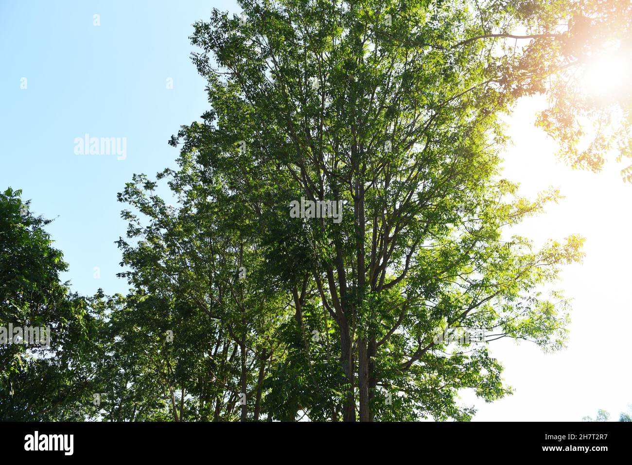 Arbre de Neem le soleil brille de mille feux à travers la lumière du soleil d'arbre frais vert arbre feuilles de neem plante poussant sur la nature pour la nourriture et les herbes, Azadirachta indica Banque D'Images