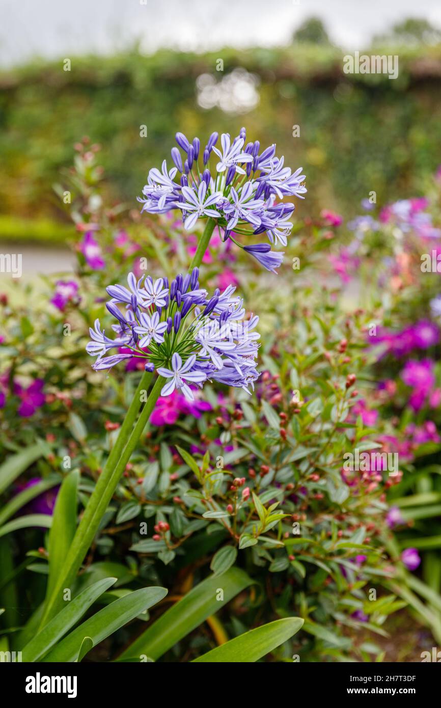 Parc floral à Bedugul.Agapanthus en fleurs, ou Lily du Nil.Tabanan, Bali, Indonésie. Banque D'Images