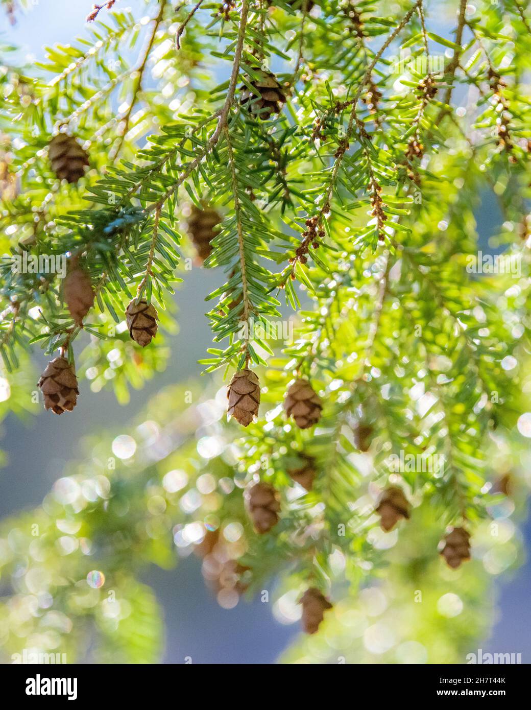 Pruche de l'est - pruche du Canada - Tsuga ou Tsuga canadensis - conifères de pins Adirondack avec cônes de pins dans le parc national Adirondack Banque D'Images