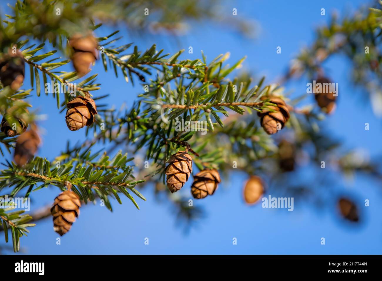 Pruche de l'est - pruche du Canada - Tsuga ou Tsuga canadensis - conifères de pins Adirondack avec cônes de pins dans le parc national Adirondack Banque D'Images