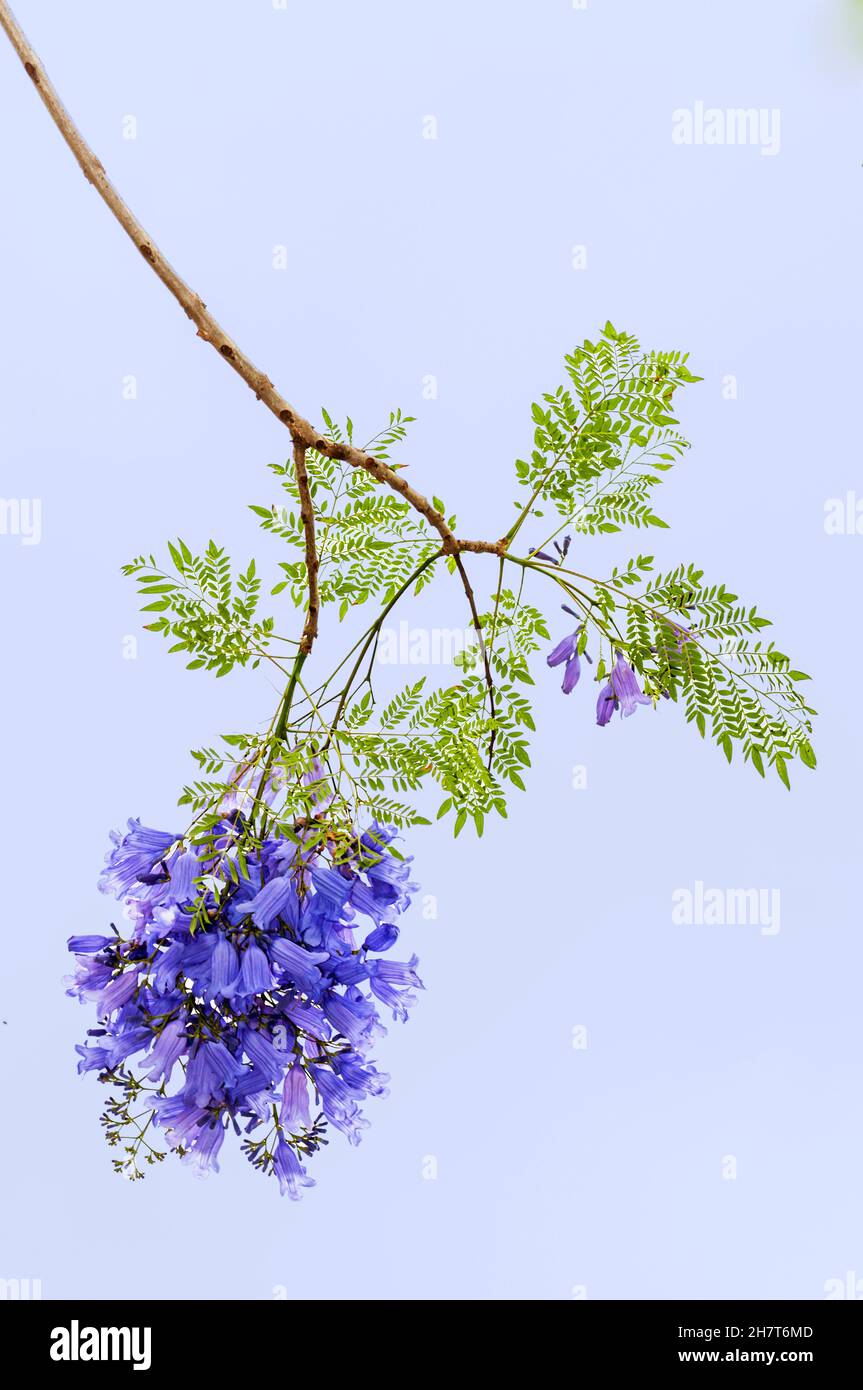 Jacaranda en pleine floraison contre un ciel bleu clair, Hawaï.Gros plan Banque D'Images