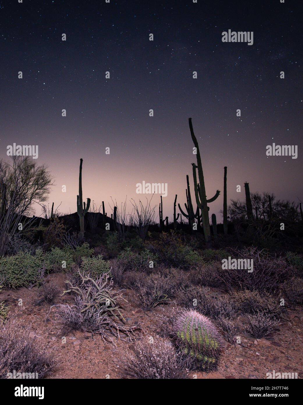 Saguaros sous le ciel étoilé à Tucson, Arizona Banque D'Images
