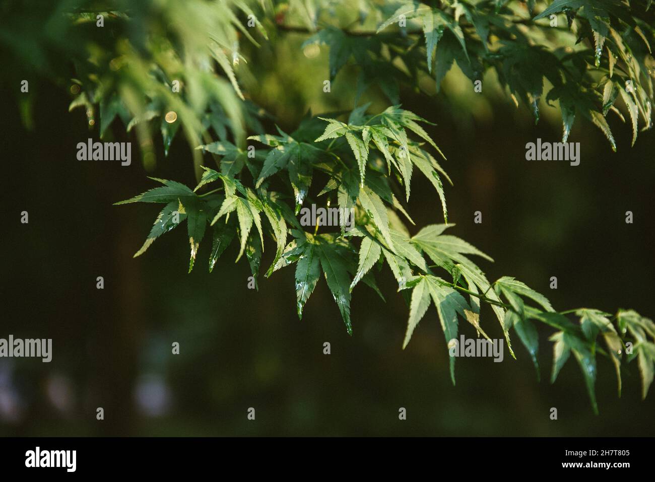 Gros plan des feuilles vertes de l'érable japonais Banque D'Images