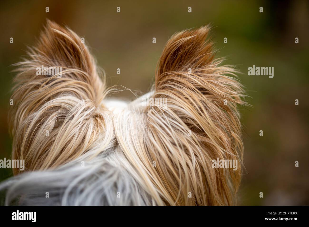 Vue arrière de l'arrière de la tête d'un adorable chien du Yorkshire Terrier qui regarde loin. Banque D'Images