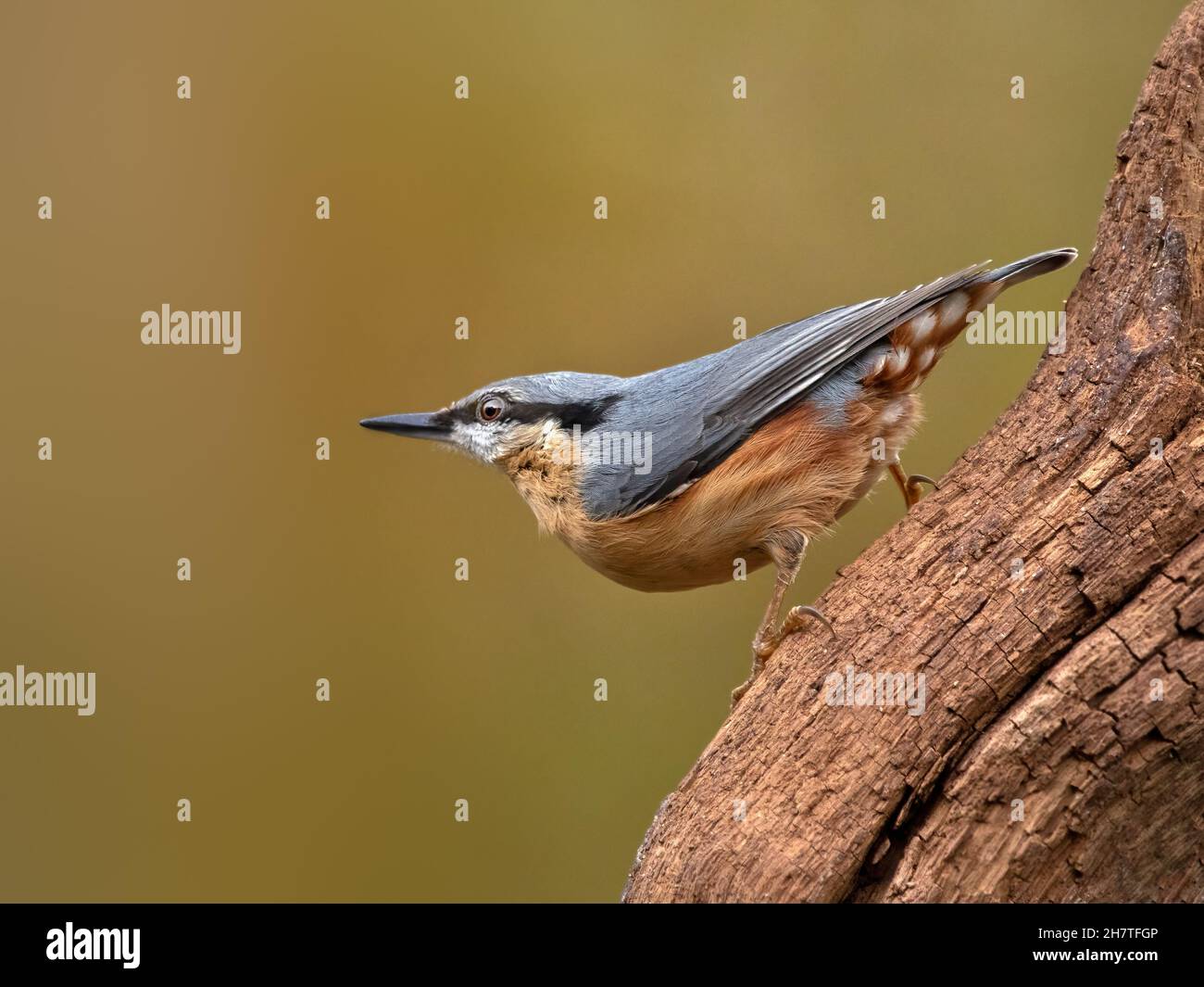 Nuthatch (Sitta europaea) sur une souche d'arbre à fond diffus Banque D'Images