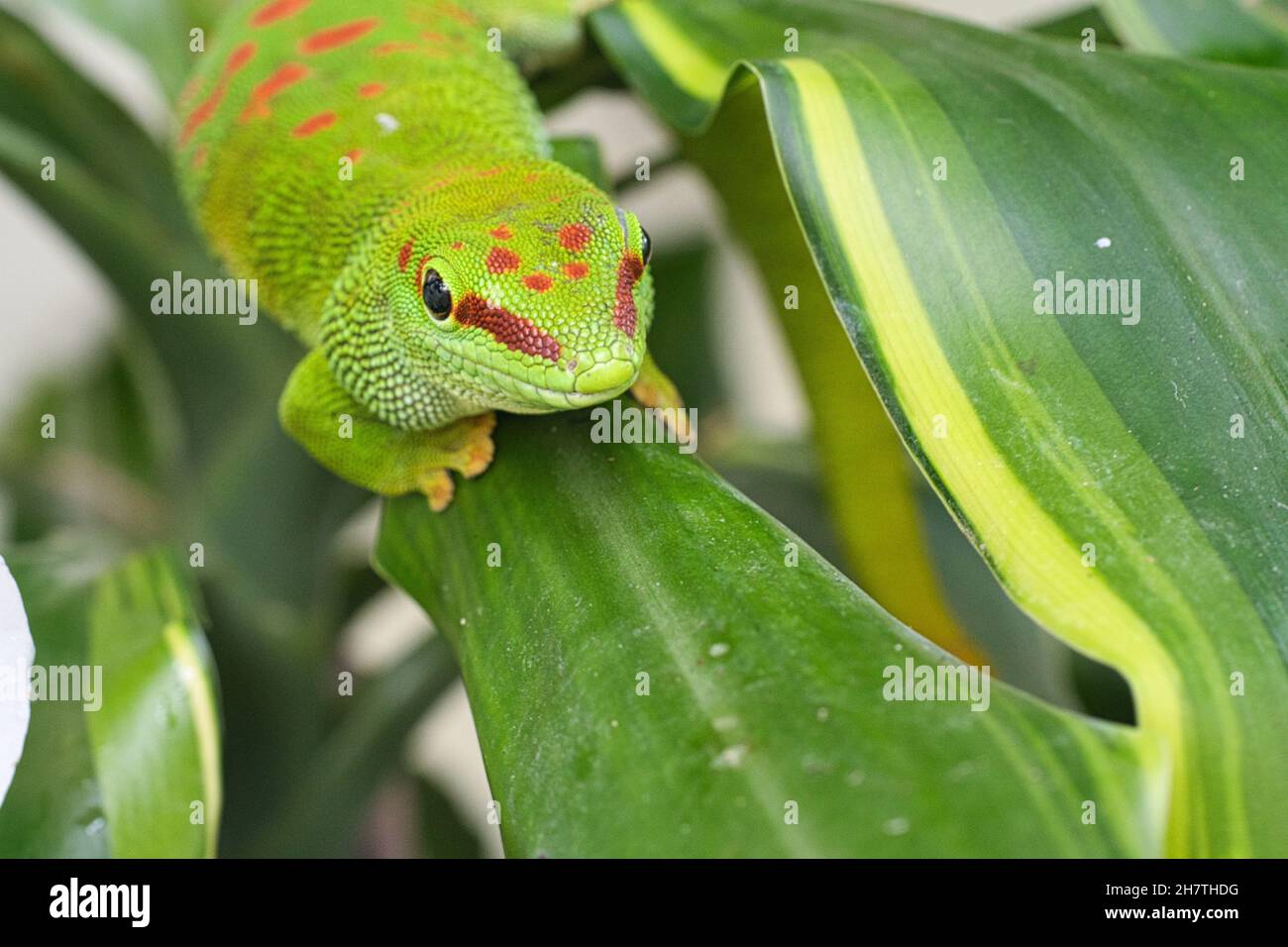 Timide Insect Green gecko Banque de photographies et d’images à haute résolution - Alamy