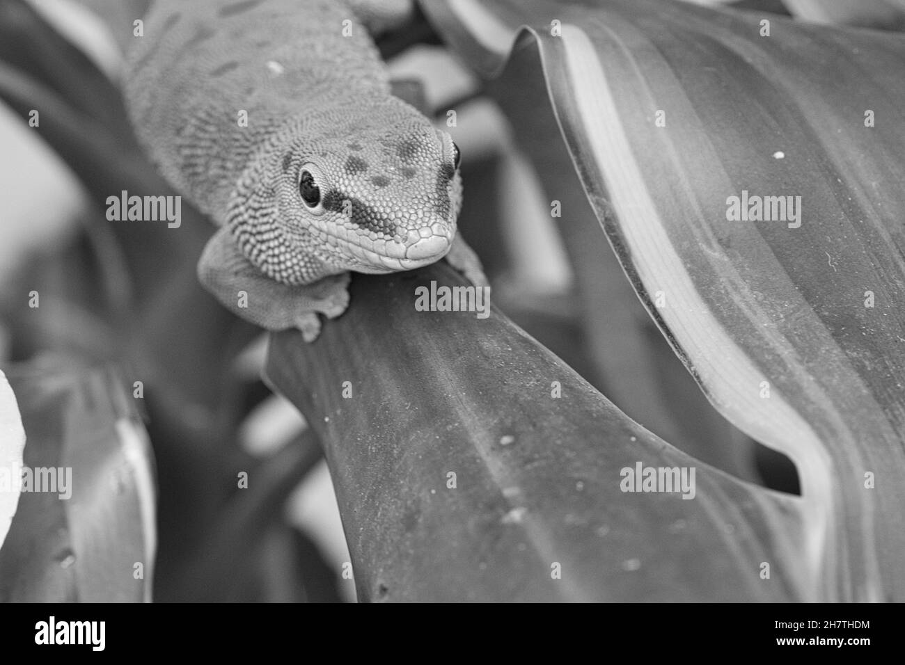 Le gecko vert émeraude est un beau prédateur timide.Il chasse les insectes.Il est également conservé dans des terrariums qui doivent avoir un climat tropical. Banque D'Images