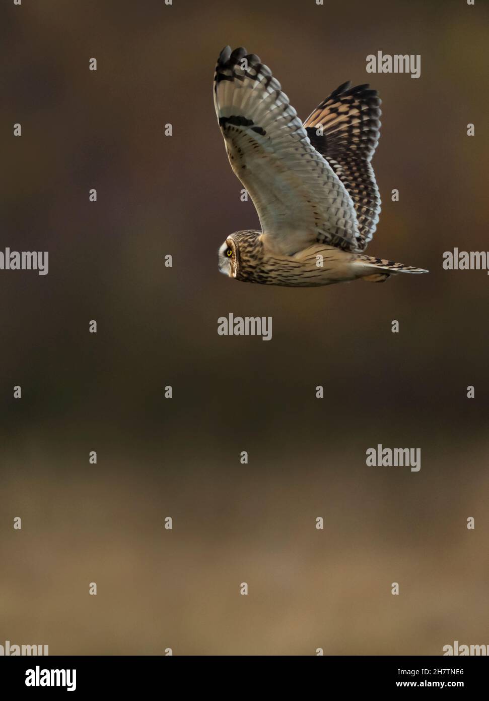Un hibou sauvage à courte épée (ASIO flammeus) chasse au soleil tôt en soirée, Norfolk Banque D'Images