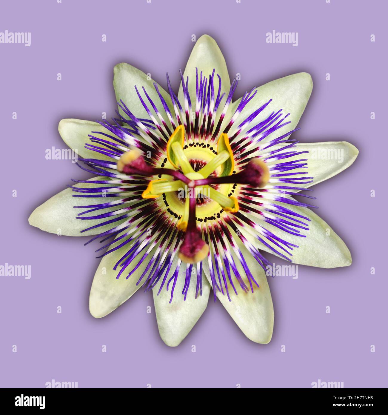 Une fleur de passion bleue en fleur.La fleur est découpée sur un fond violet clair et présente une ombre portée. Banque D'Images