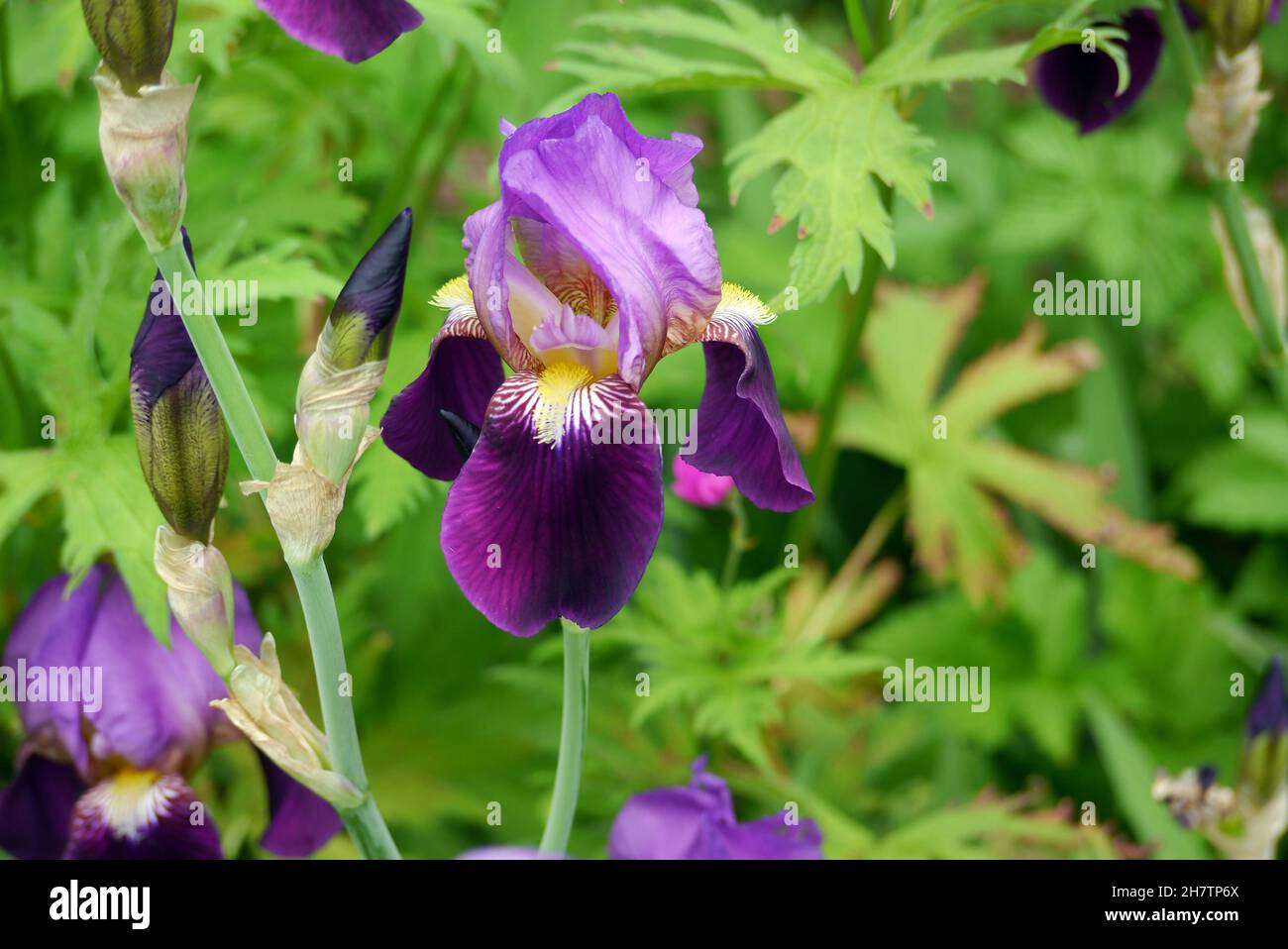 Fleurs d'iris mauve/violet/jaune cultivées à la frontière à Levens Hall &  Gardens, parc national de Lake District, Cumbria, Royaume-Uni Photo Stock -  Alamy