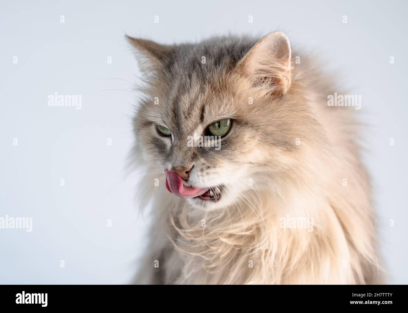 Joli nez doux pour lécher le chat Banque D'Images