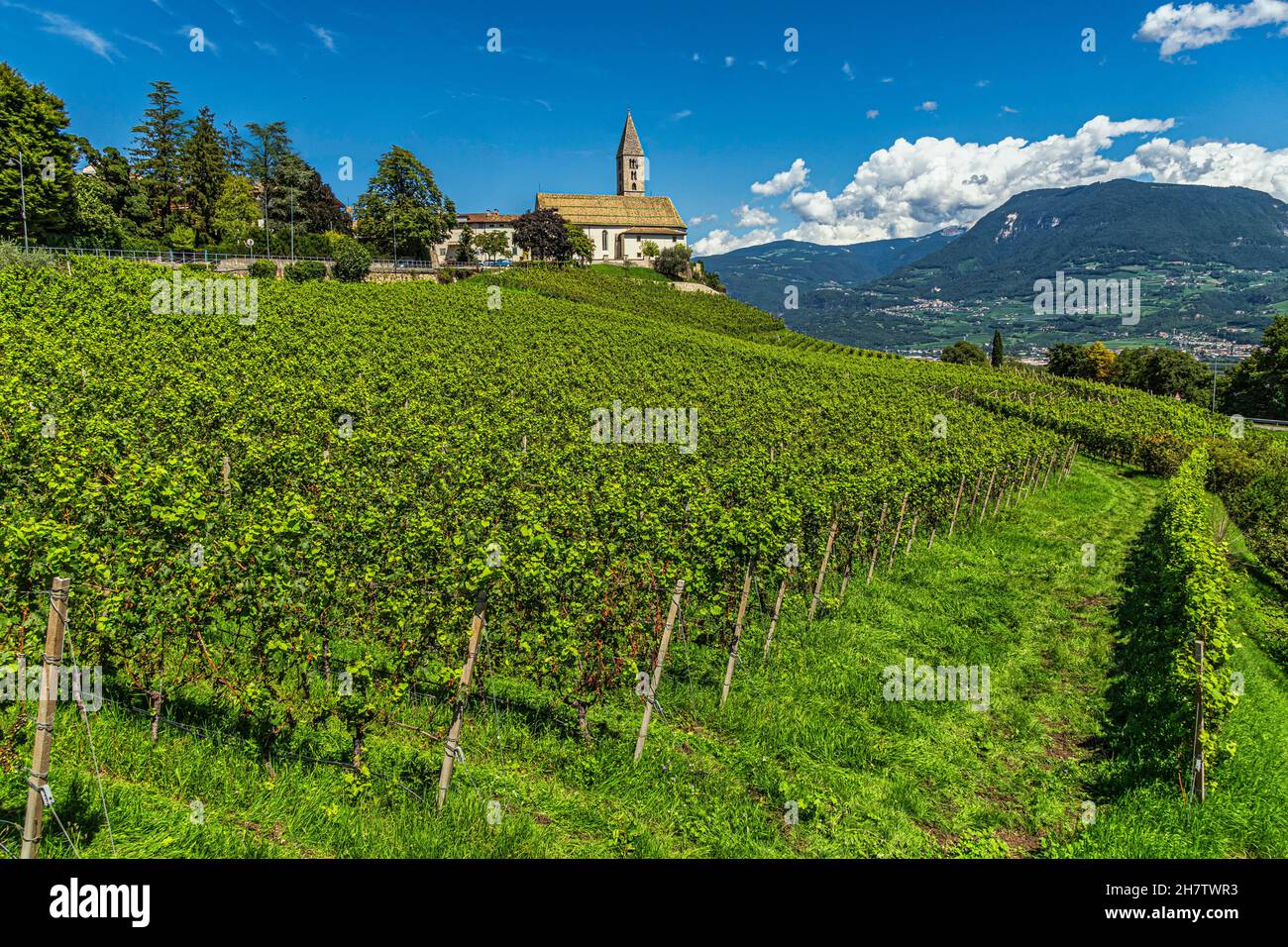 Vallées et pentes plantées de vignes Traminer, Gewürztraminer, le long de la route des vins du Tyrol du Sud. Province autonome de Bolzano. Banque D'Images