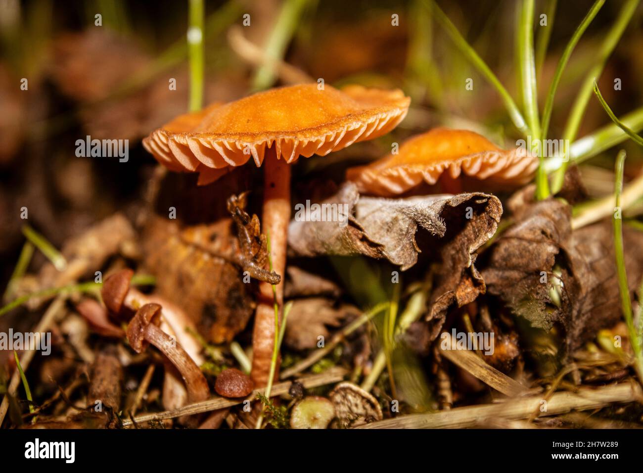 La cire Heath calotte les champignons entre les feuilles Banque D'Images