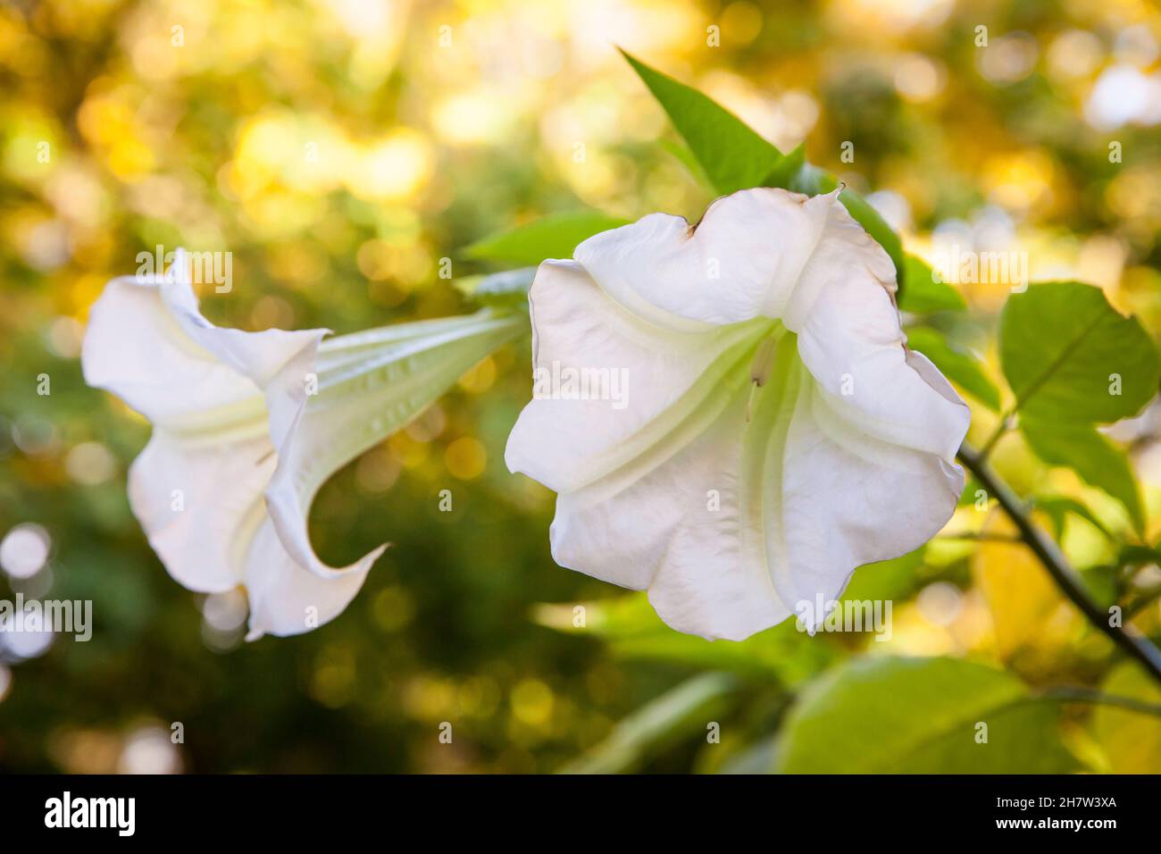 Fleurs d'une trompette Angel (lat.Brugmansia).Blueten einer Engelstrompete (lat.Brugmansia). Banque D'Images