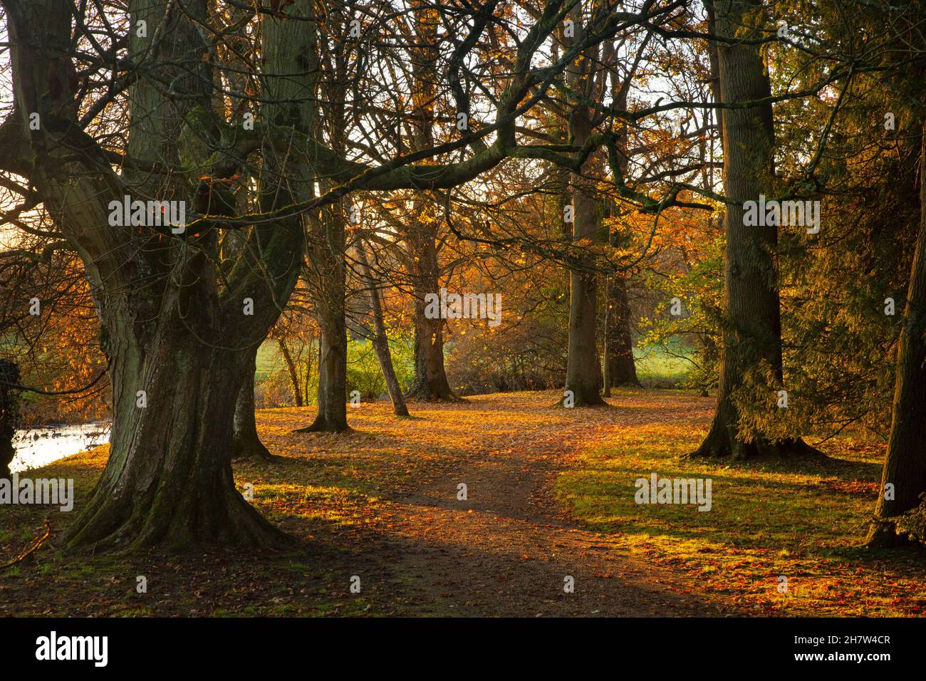 Promenade dans les bois d'automne dans les jardins paysagers de Rousham House, Oxfordshire, Angleterre Banque D'Images