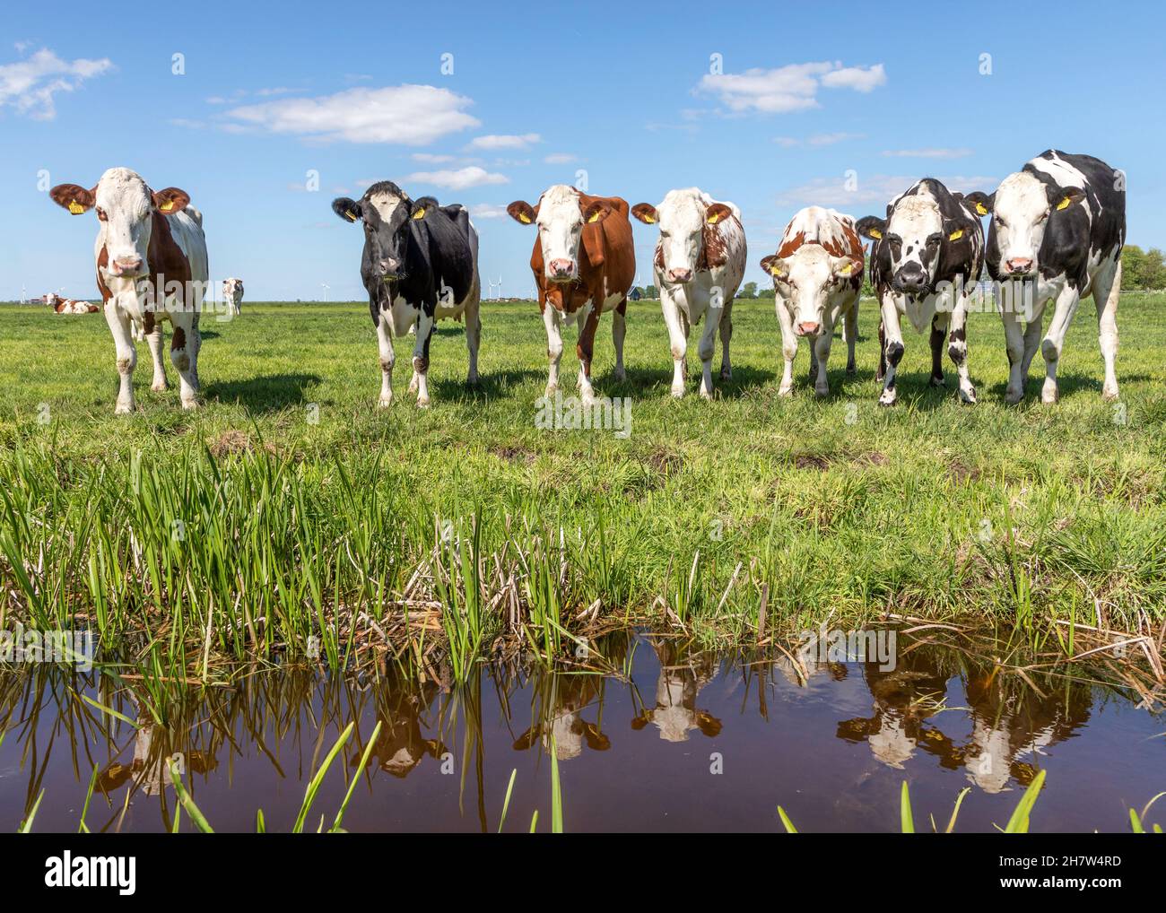 Groupe de vaches réflexion, miroir debout sur le bord d'un champ vert, troupeau dans un pâturage, vue panoramique large Banque D'Images