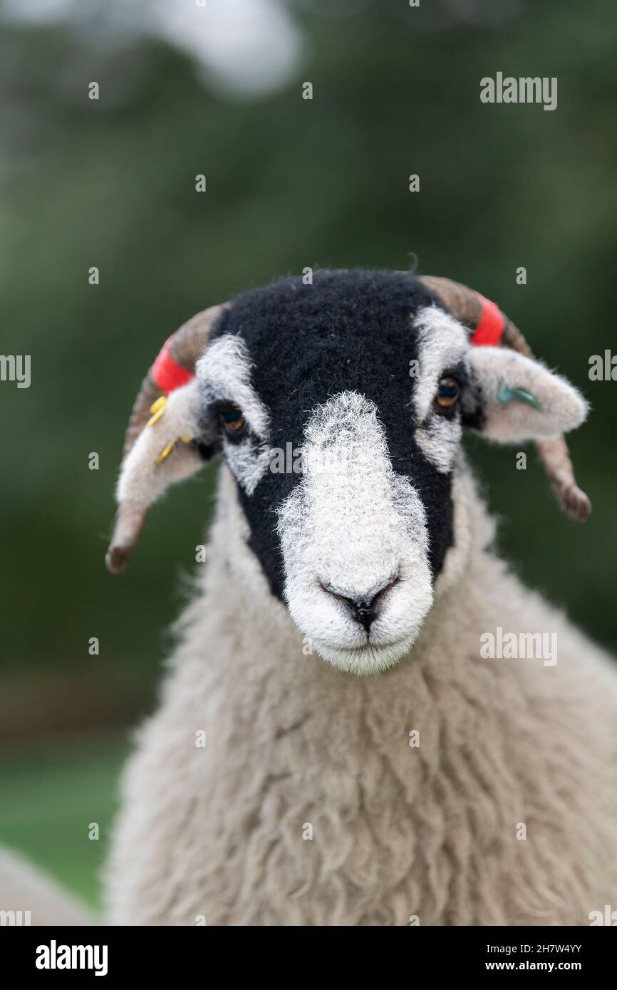 Swaledale ewes, une race robuste de hautes terres, dans le district des lacs anglais.Cumbria, Royaume-Uni. Banque D'Images