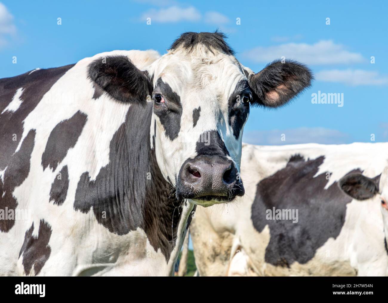 Vache mature, marbrée noir et blanc, grognement, nez noir, devant un ciel bleu Banque D'Images