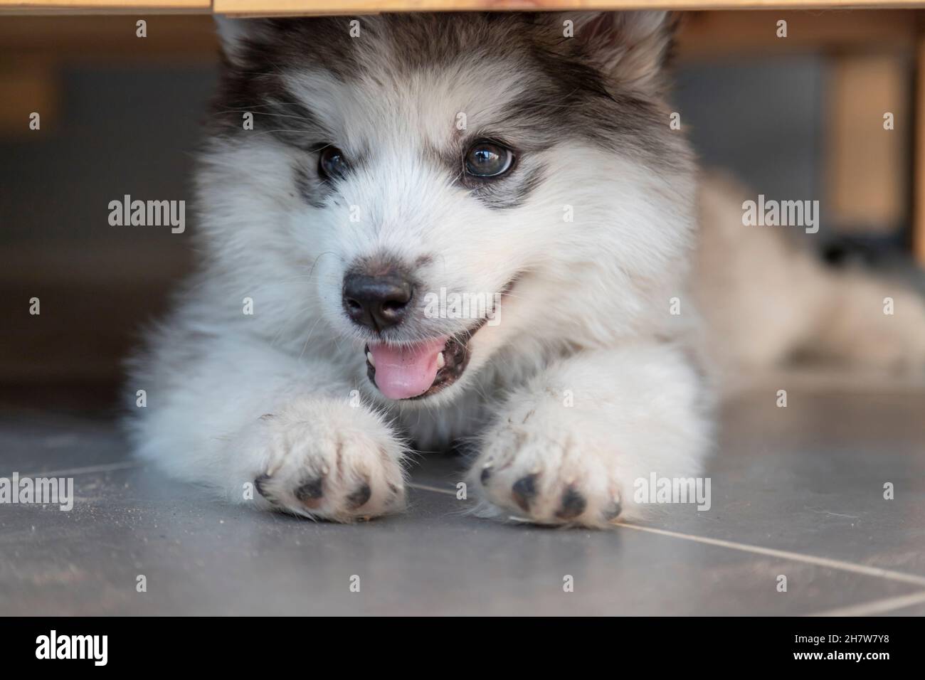 gros plan un husky sibérien se trouve sur le sol et regarde loin.Un chiot mignon couché sous la table. Banque D'Images