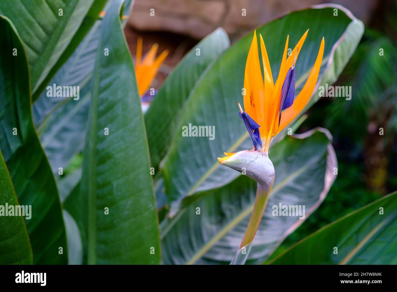 Une belle et jeune fleur d'oiseau de paradis.Mise au point sélective. Banque D'Images