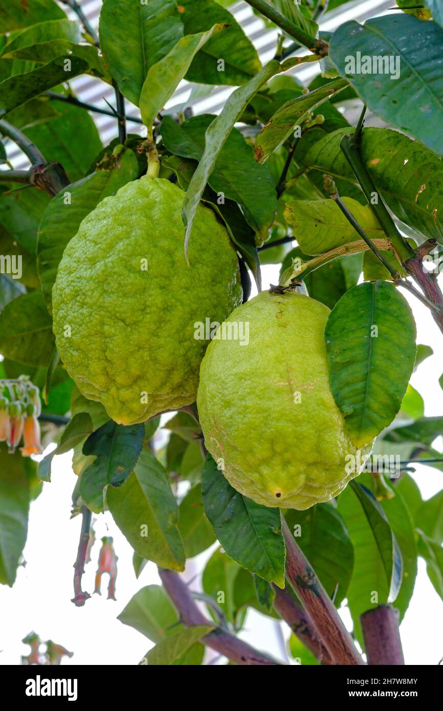 Deux Citrus medica ou limes la fraîcheur déméfiant croissant à l'intérieur sur un petit arbre.Gros plan, mise au point sélective. Banque D'Images