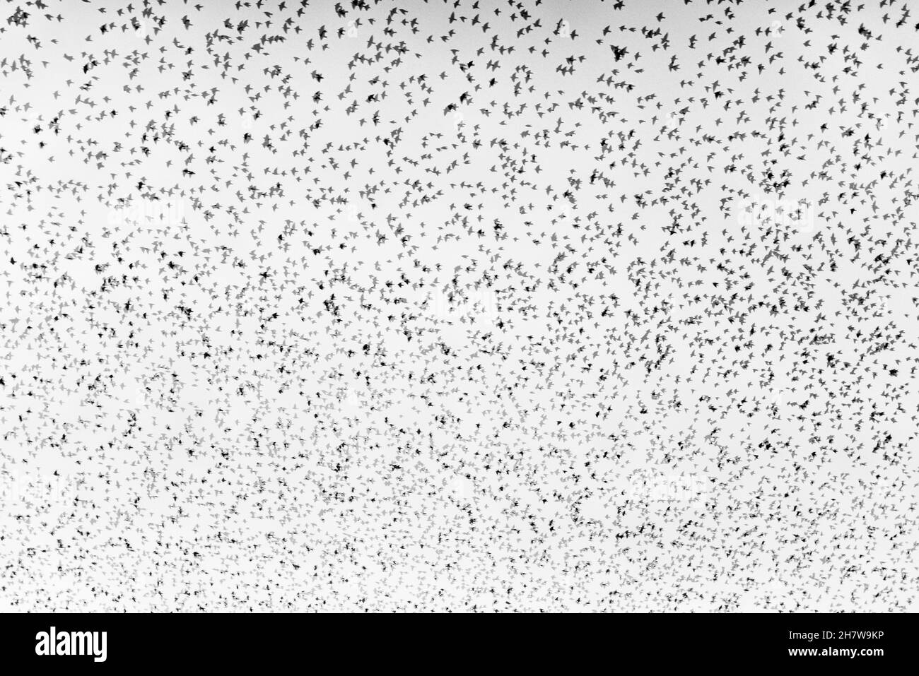 Un grand troupeau d'étoiles revenant à leur roost lors d'une soirée d'hiver au milieu du pays de Galles, au Royaume-Uni.Exposition multiple, noir et blanc Banque D'Images