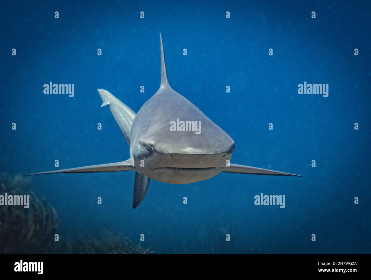 Requin de récif des Caraïbes (Carcharhinus perezi) sur le récif au large de l'île néerlandaise des Caraïbes de Sint Maarten Banque D'Images