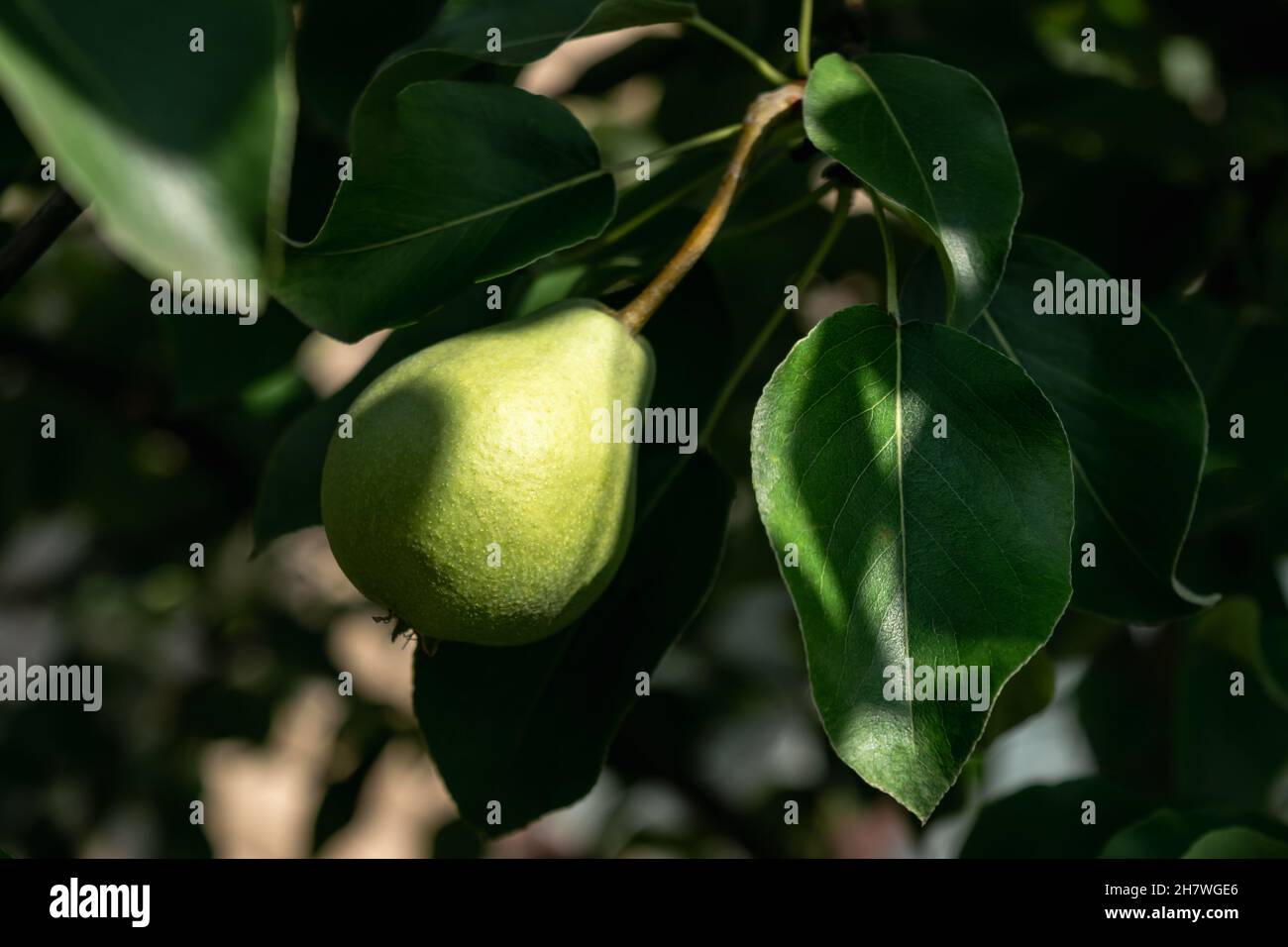 Poires mûrisantes sur une branche d'arbre dans le jardin, illuminées par le soleil du soir.Photo horizontale. Banque D'Images