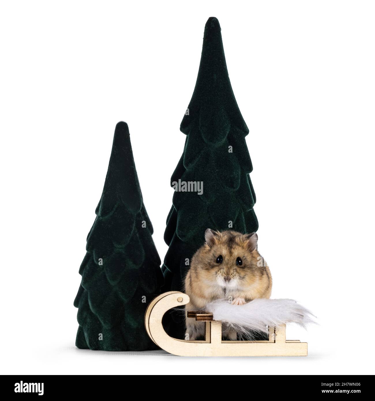 Hamster brun pour adultes debout entre les fausses décorations d'arbre derrière un petit traîneau en bois.Scène typique d'hiver.Hamster regardant vers l'appareil photo avec Beady Banque D'Images