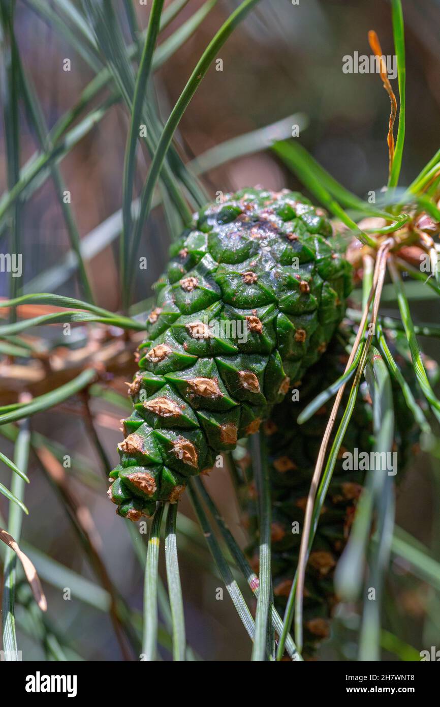 Cônes de Pinus sylvestris Banque D'Images