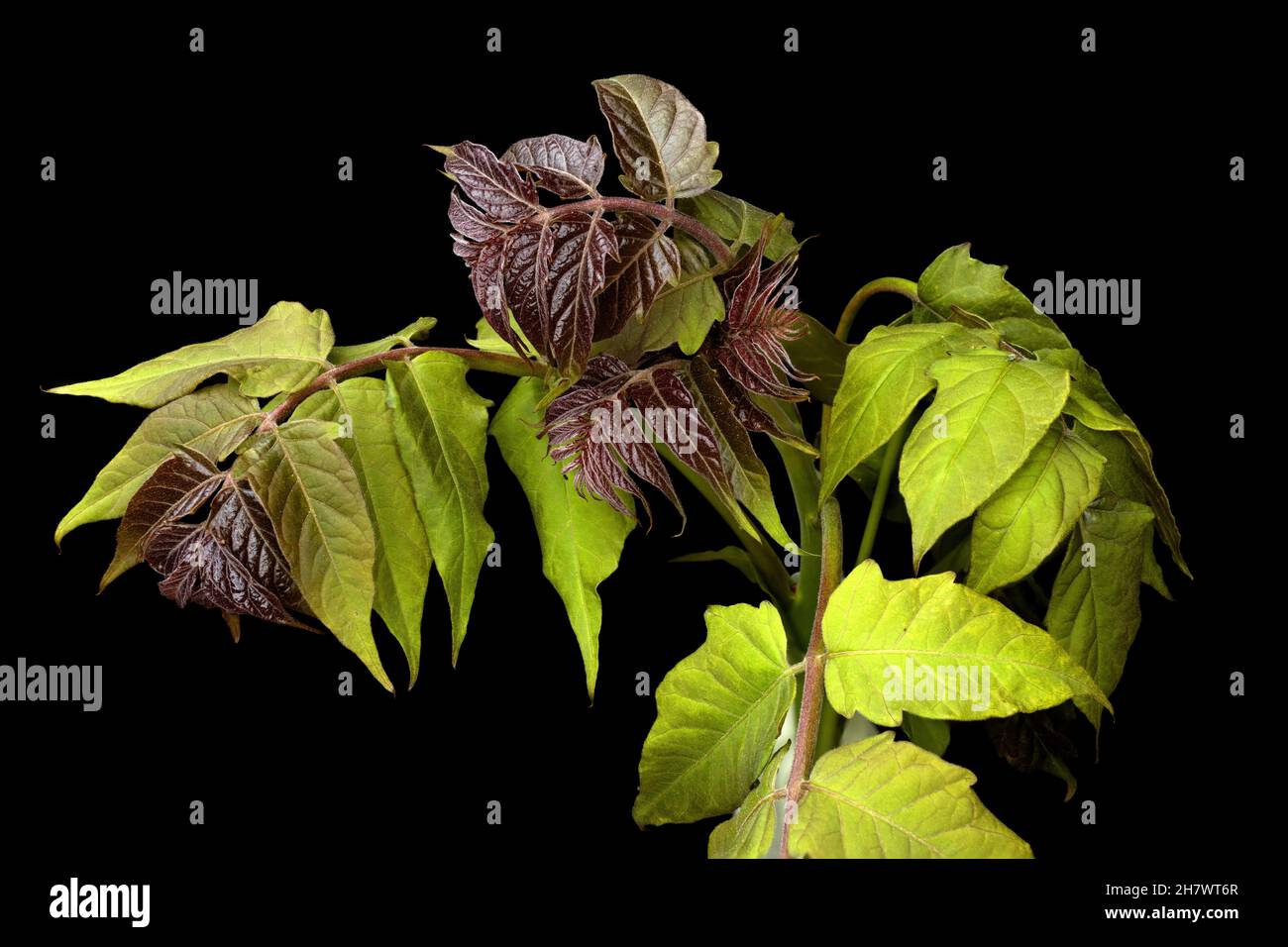 Jeune usine d'ailanthus altissima isolée sur fond noir, prise en studio Banque D'Images