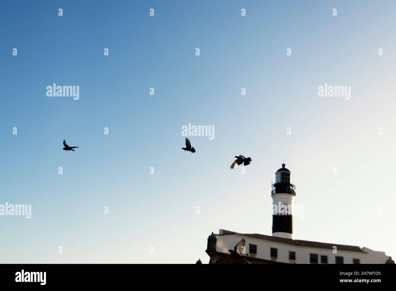 Vue de dessous des pigeons volant contre le ciel bleu de Farol da Barra à Salvador, Bahia, Brésil. Banque D'Images Vue de dessous des pigeons volant contre le ciel bleu de Farol da Barra à Salvador, Bahia, Brésil. Banque D'Images