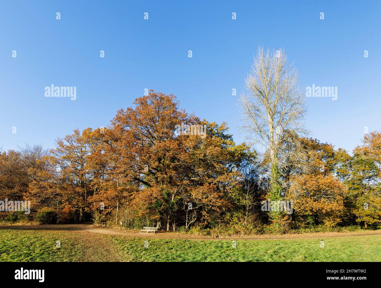 Arbres aux couleurs automnales et banc en bois à l'arboretum Winkworth, Godalming, Surrey, au sud-est de l'Angleterre, de la fin de l'automne au début de l'hiver Banque D'Images