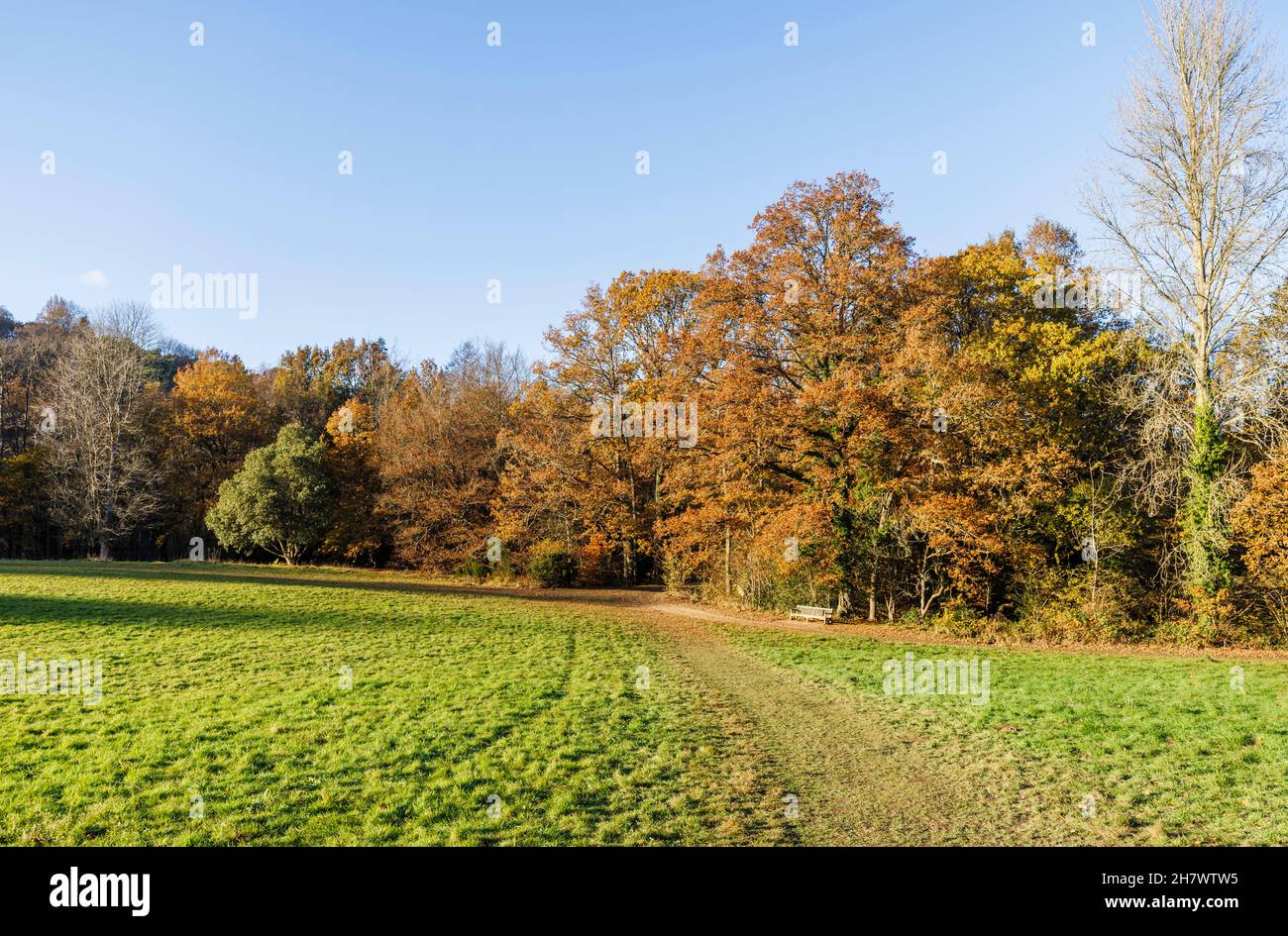 Arbres aux couleurs automnales et banc en bois à l'arboretum Winkworth, Godalming, Surrey, au sud-est de l'Angleterre, de la fin de l'automne au début de l'hiver Banque D'Images