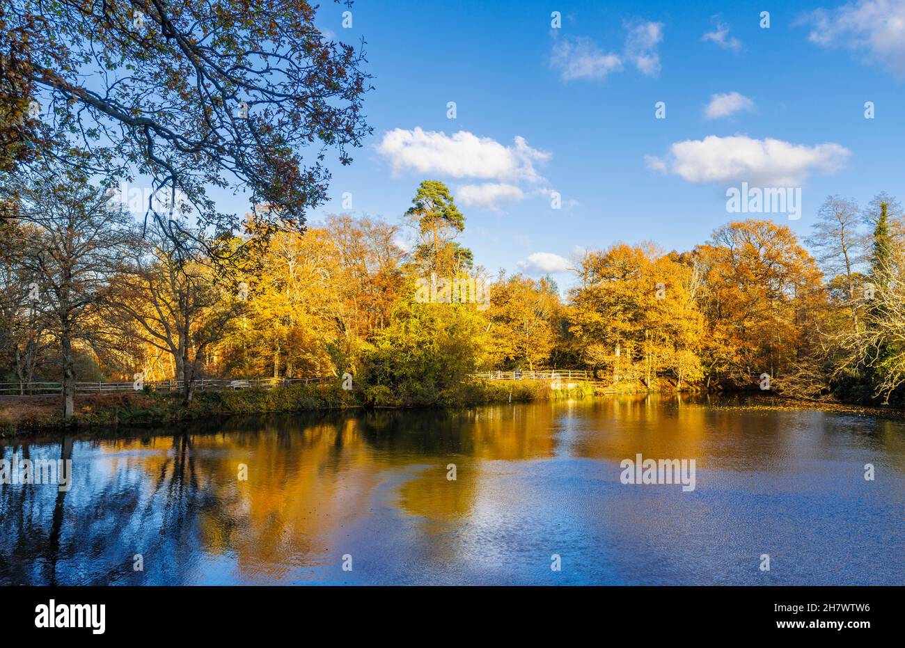 Vue panoramique sur le lac Winkworth Arboretum, Godalming, Surrey, sud-est de l'Angleterre, de la fin de l'automne au début de l'hiver, avec des couleurs automnales dorées Banque D'Images
