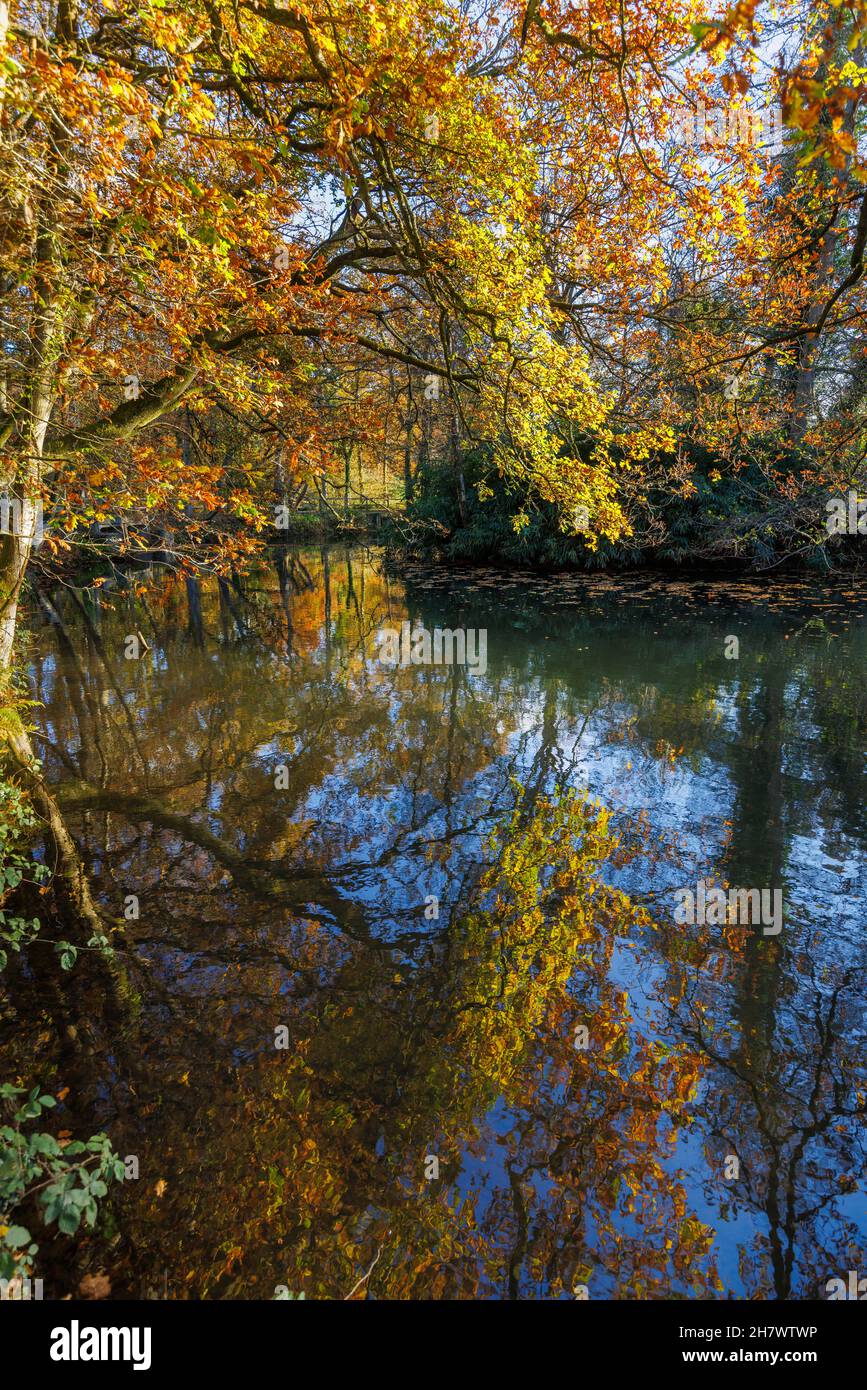 Arbres aux couleurs automnales se reflétant dans le lac à l'arboretum Winkworth, Godalming, Surrey, au sud-est de l'Angleterre au début de l'hiver Banque D'Images
