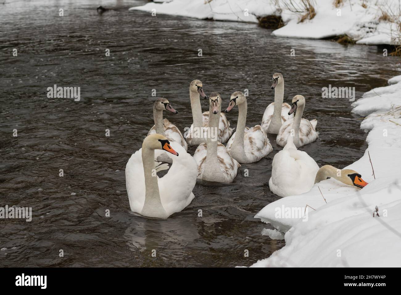 Une famille de cygnes sur une rivière d'hiver gelée. Banque D'Images