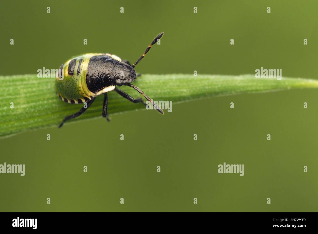 Green Shieldbug nymph (Palomena prasina) rampant le long de la lame d'herbe.Tipperary, Irlande Banque D'Images